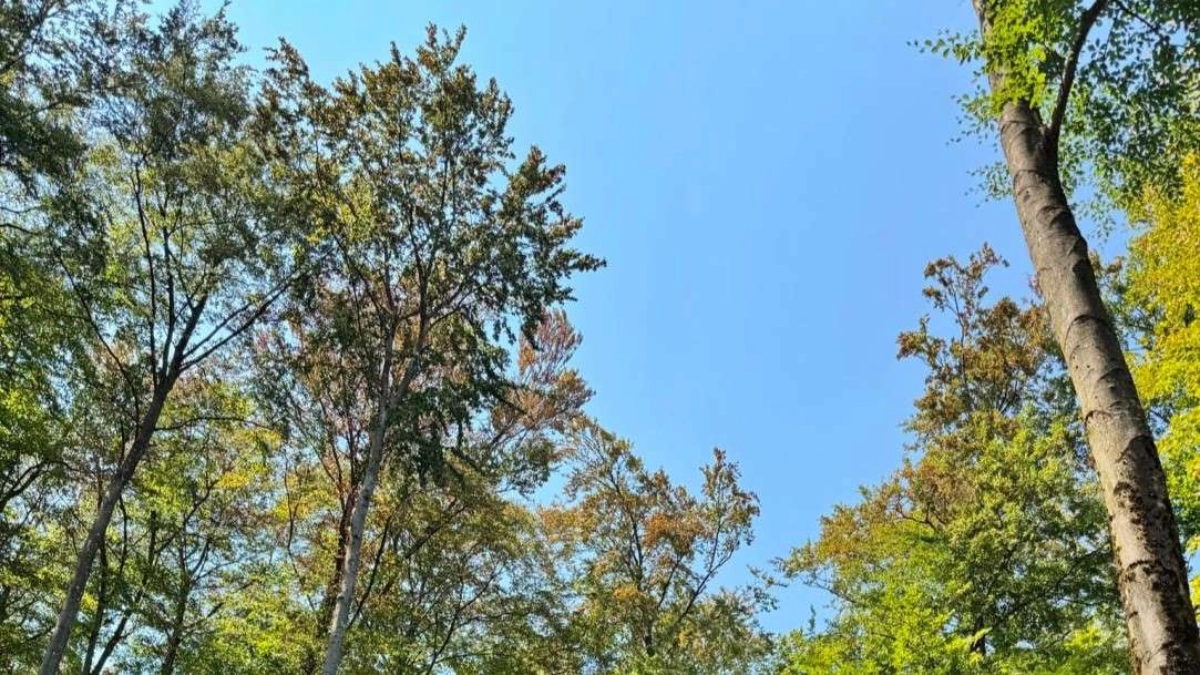 Trockenheit sichtbar im Wald