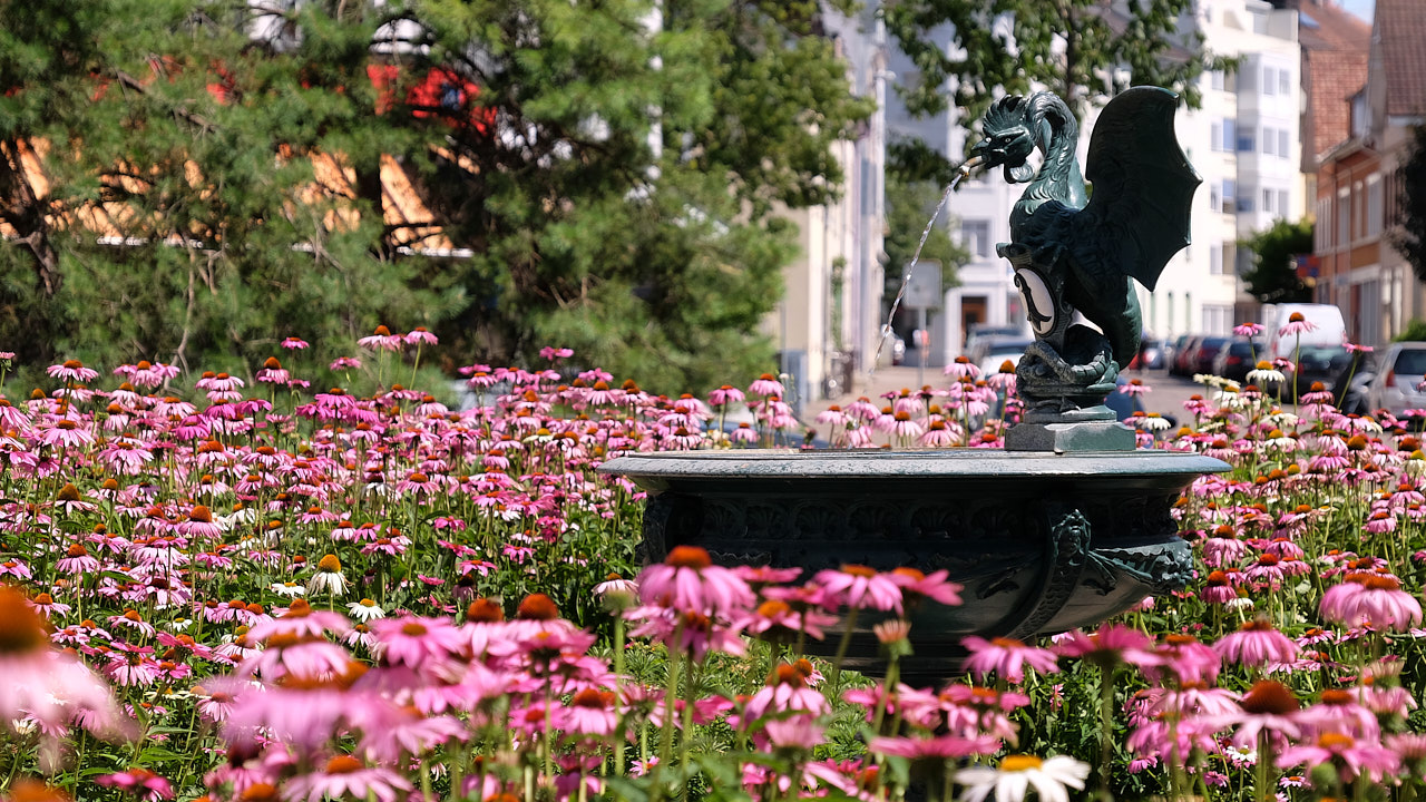 Einer von zahlreichen Basiliskbrunnen, umringt von Blumen.