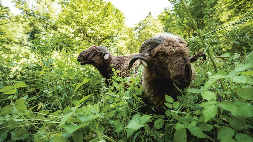 Zwei Schafe mit lockenförmigen Hörnern stehen im Dickicht.