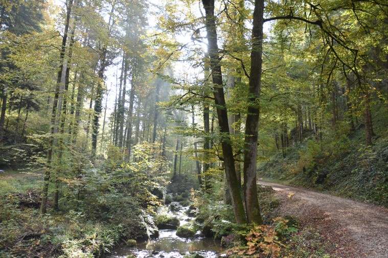 Blick in einen Mischwald. Die Sonne steht tief und gibt Gegenlicht.