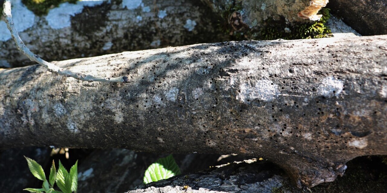 Ein abgestorbener Baumstamm, in dem sich Löcher befinden, die der Borkenkäfer hinterlassen hat.
