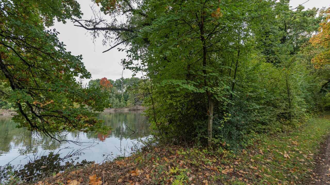 Ein dicht bewachsenes Ufer eines Teichs, der links im Hintergrund zu sehen ist. Im Vordergrund liegt Herbstlaub.