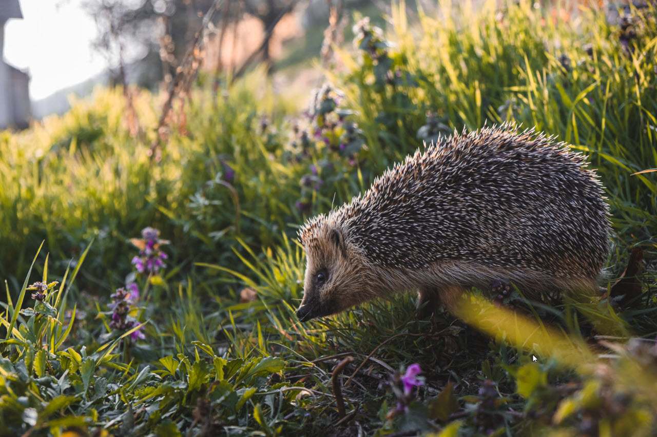 Nahaufnahme eines Igels beim Morgenspaziergang durch eine sonnenbeschienene Wiese 