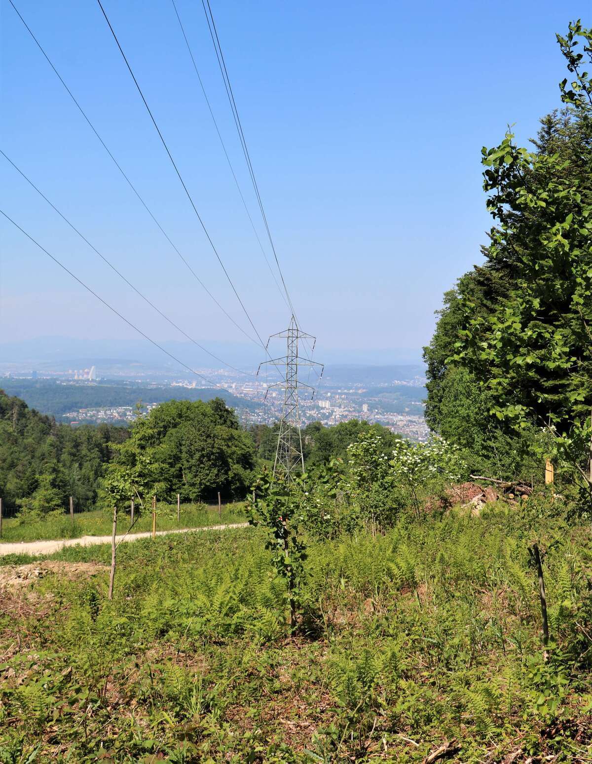 Blick über eine Wiese mit Sträuchern, über die eine Stromleitung verläuft. Im Hintergrund eine Stadt.