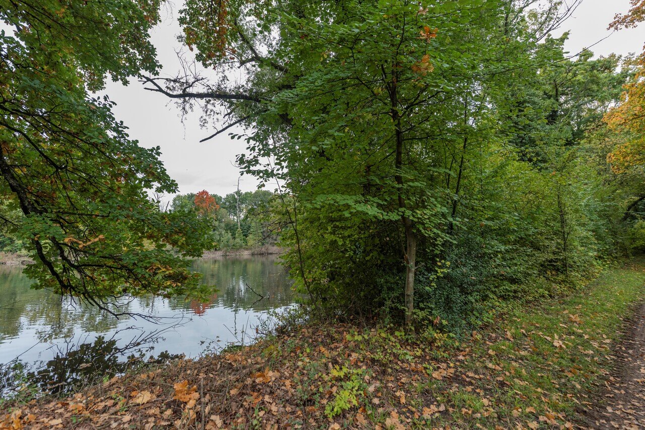 Ein dicht bewachsenes Ufer eines Teichs, der links im Hintergrund zu sehen ist. Im Vordergrund liegt Herbstlaub.