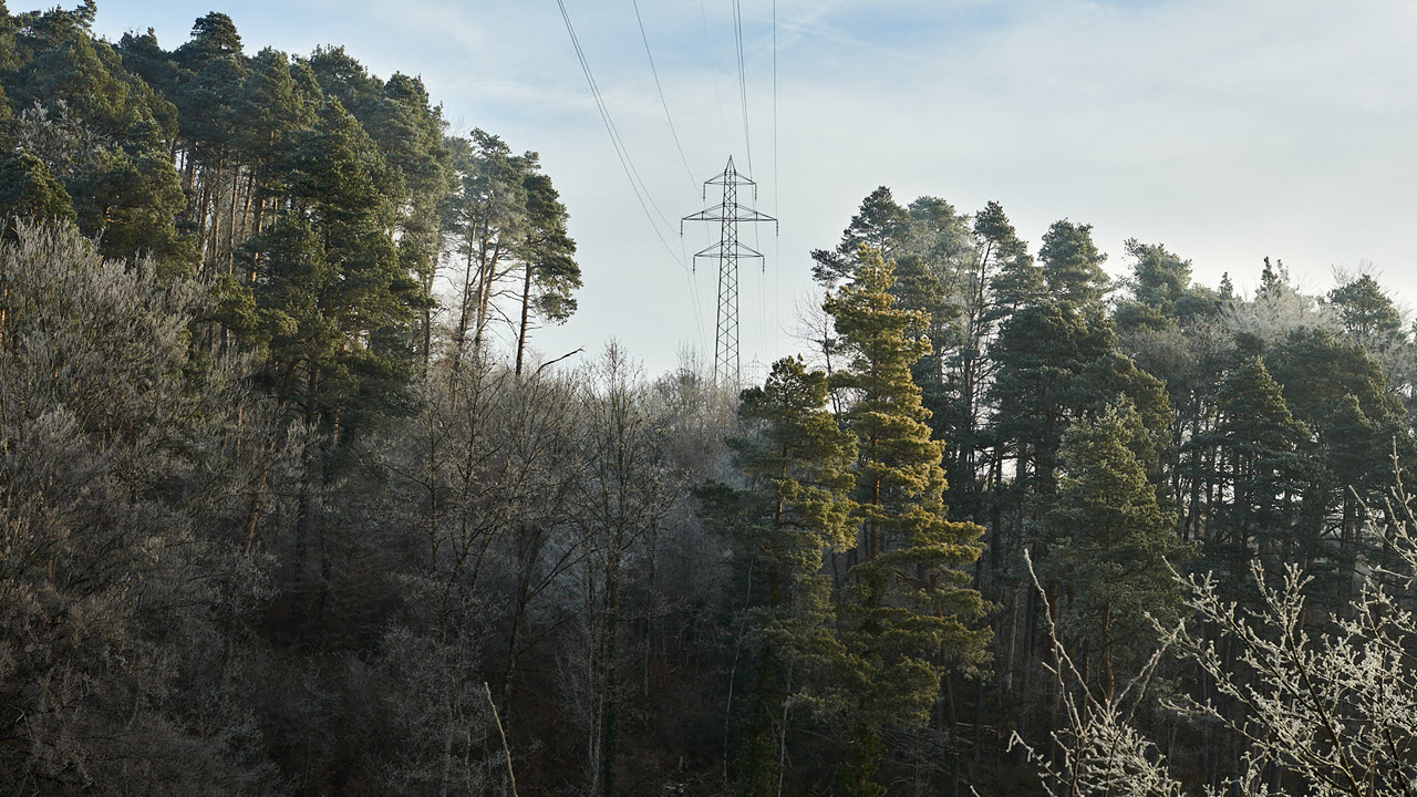 Ein Strommast umgeben von hohen Bäumen.