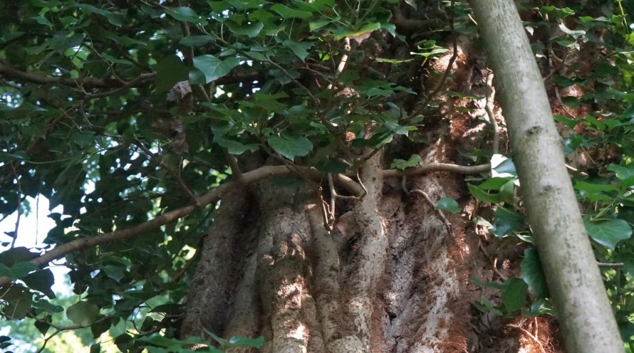 Nahaufnahme eines Baumstamms. Der Baum ist alt und mit Efeu bewachsen.