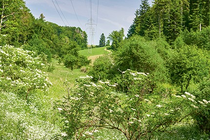 Blick über eine Weide mit kleinen und grösseren Bäumen. Im Vordergrund sind Holunderbüsche zu sehen, am Horizont ein Strommast.