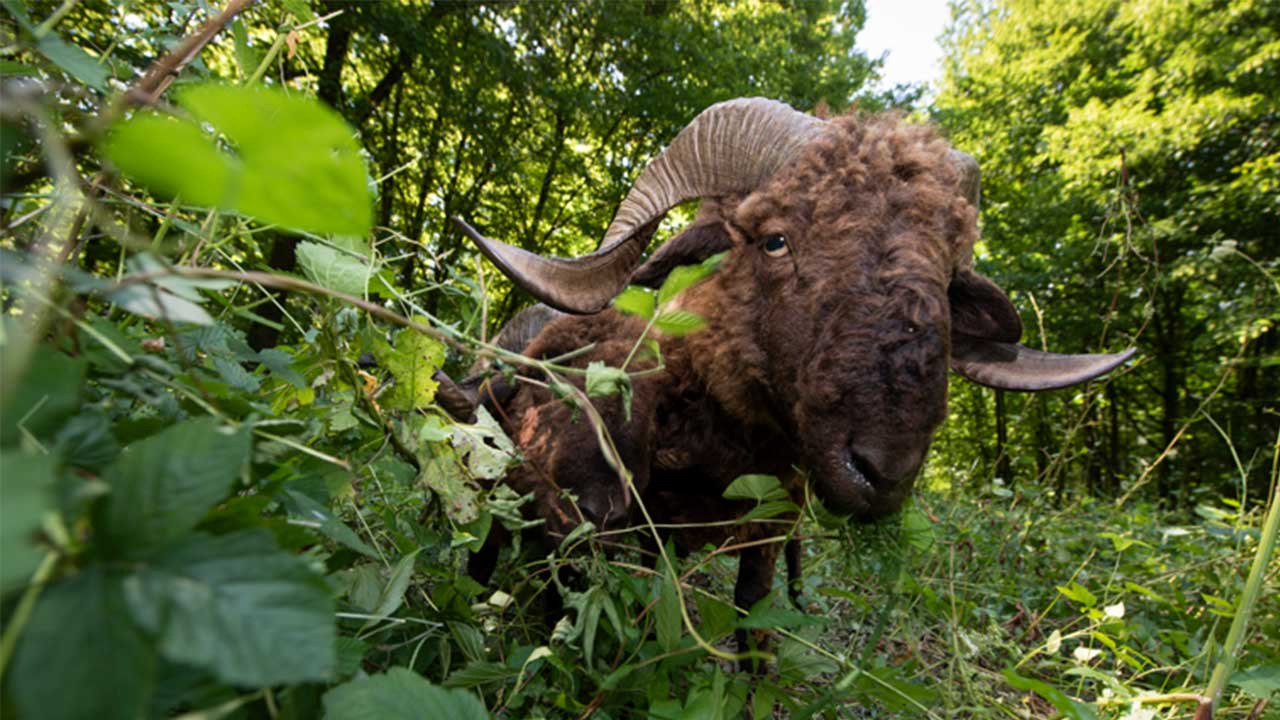 Ein Schaf mit braunem Fell und aufgerollten Hörnern grast in einer Waldlichtung.