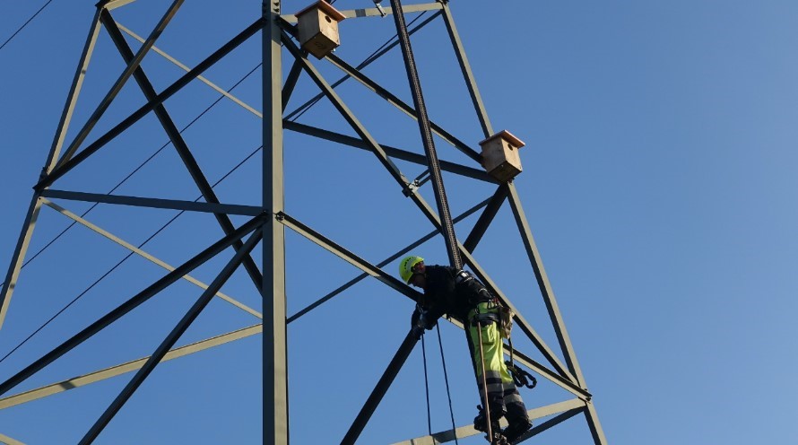Ausschnitt eines Strommasten von unten betrachtet. Ein Mann in Schutzbekleidung steht auf einer Stahlleiter und befestigt einen Nistkasten.