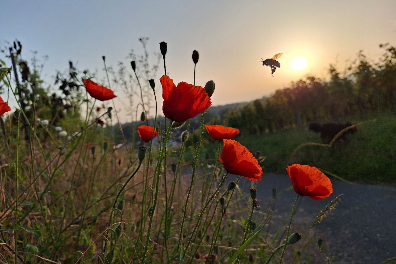 Mohnblumen im Morgenlicht. Eine Biene fliegt eine grosse Blüte an. Im Hintergrund ein Hund beim Morgenspaziergang.