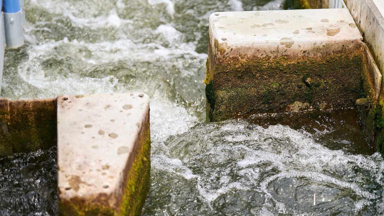 Fischbecken an Fischbecken