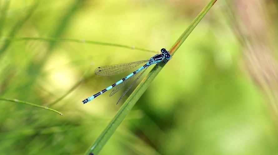 Nahaufnahme einer blauen Libelle auf einem Grashalm