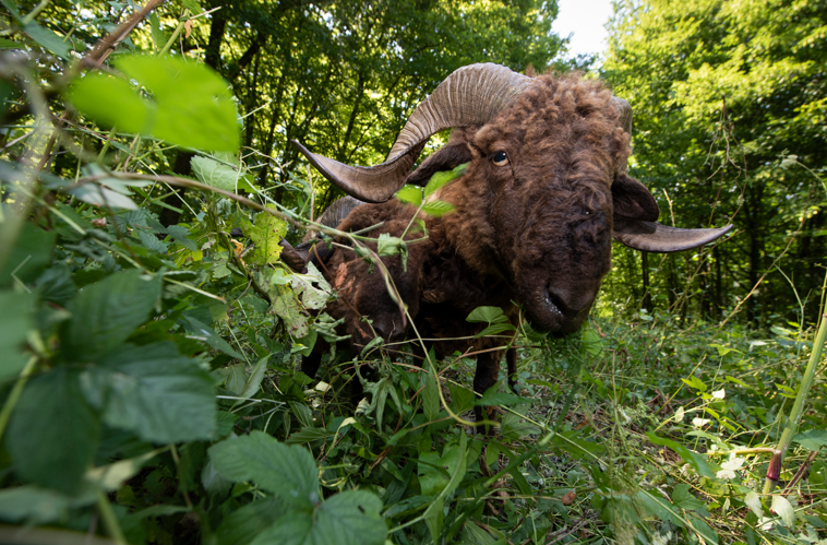 Ein Schaf mit braunem Fell und aufgerollten Hörnern grast in einer Waldlichtung.