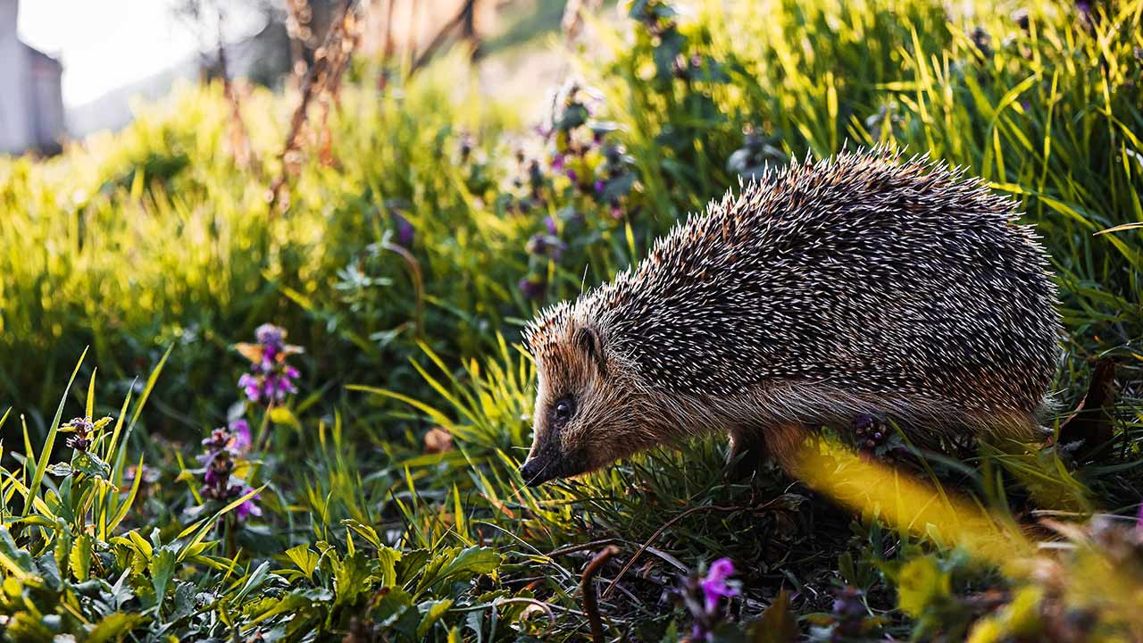 Ein Igel auf einer grünen Wiese mit Blumen.