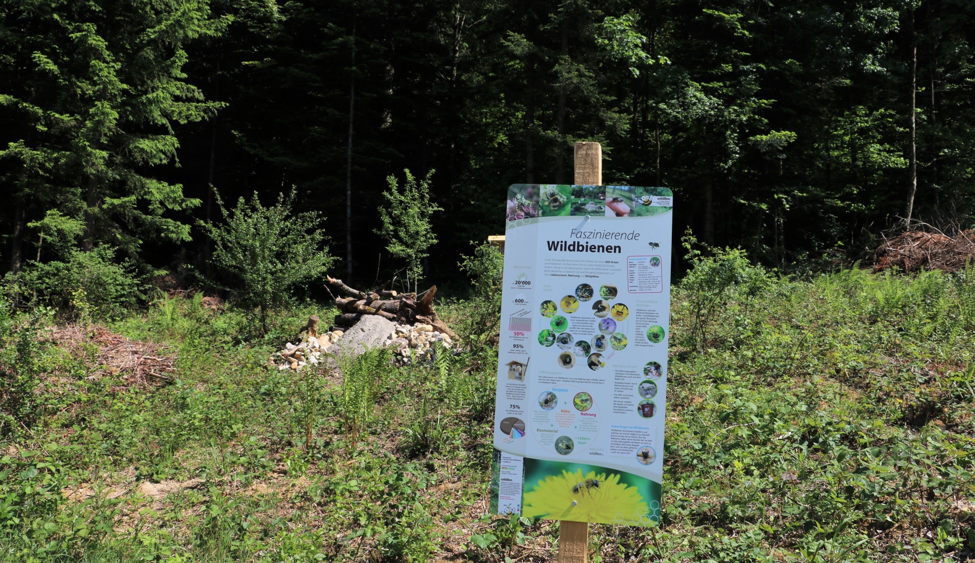 Eine Informationstafel steht am Waldrand. Auf der Tafel finden sich Informationen über Wildbienen.