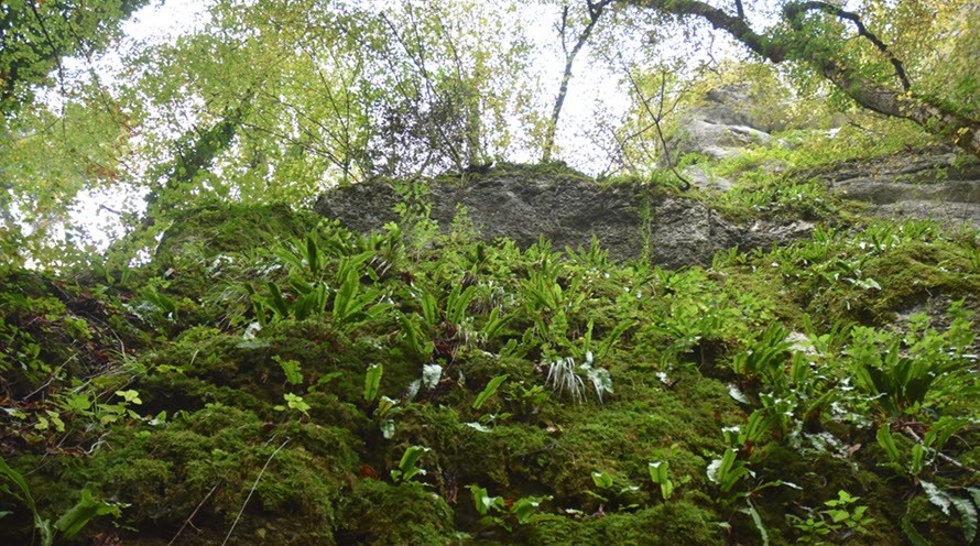 Blick eine bemooste Felswand hinauf. Im Vordergrund an der Wand befinden sich Blätter, weiter oben stehen Bäume.