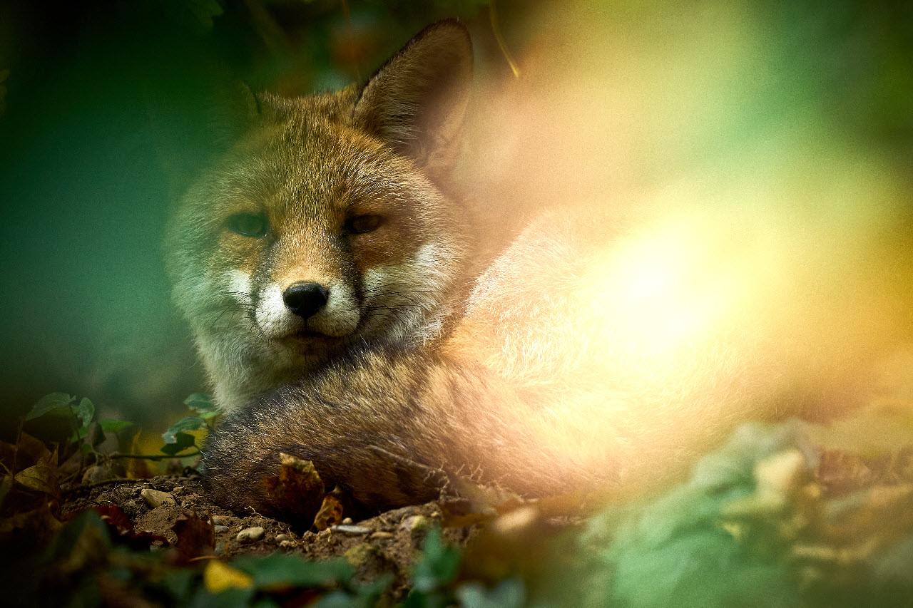 Rotfuchs gemütlich sitzend schaut dem Betrachter direkt in die Augen. Gegenlicht.